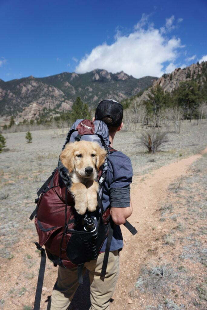 A person and their dog in a backpack harness walking along a dirt path. In the background there is blue sky and a dry hillside. It appears to be a man traveling with his dog for the first time.